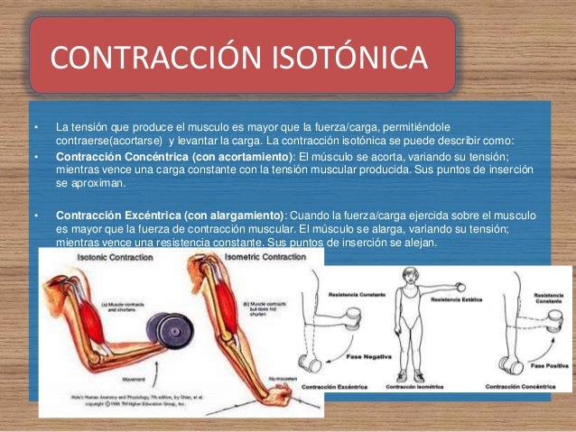 contraccion isotonica concentrica